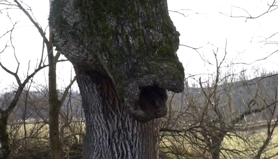 Дерево с ослиной головой