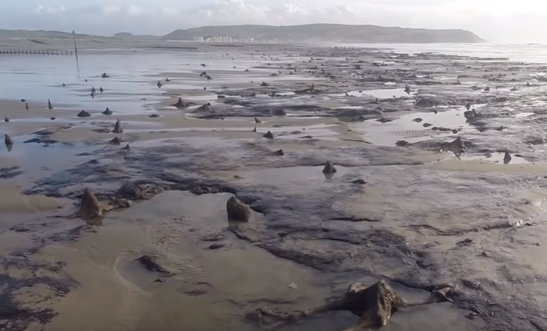 Сюрпризы после шторма: как пляж Уэльса однажды усеяло пнями древних деревьев