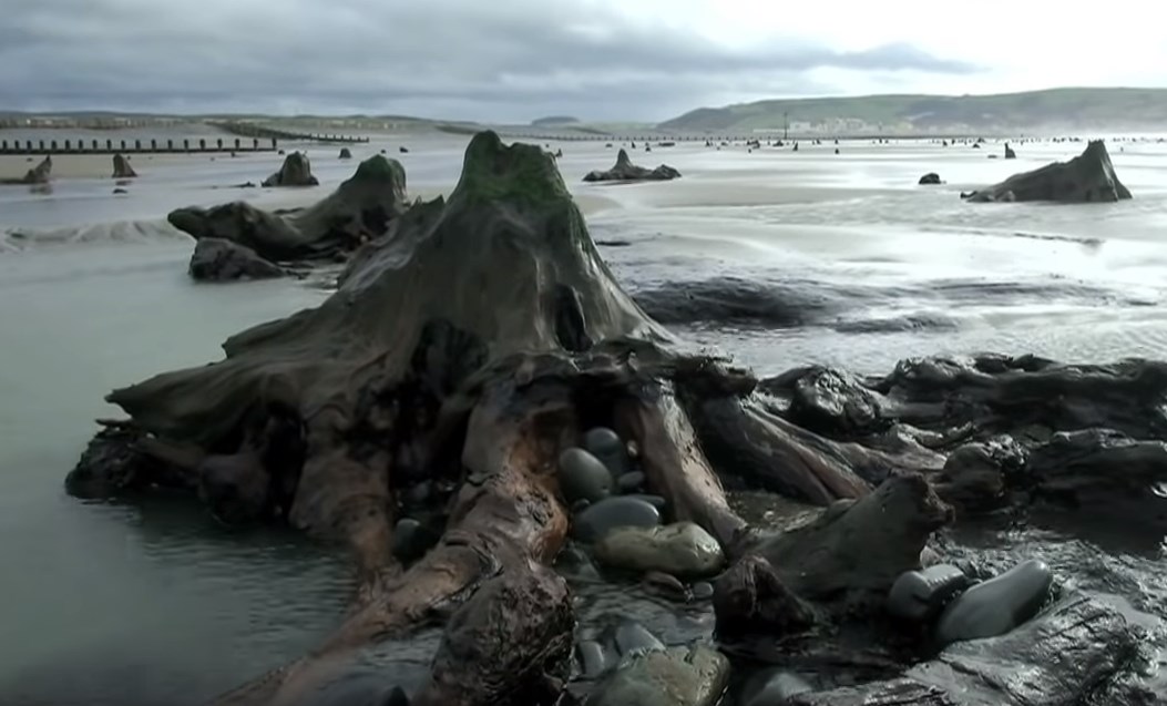 Сюрпризы после шторма: как пляж Уэльса однажды усеяло пнями древних деревьев