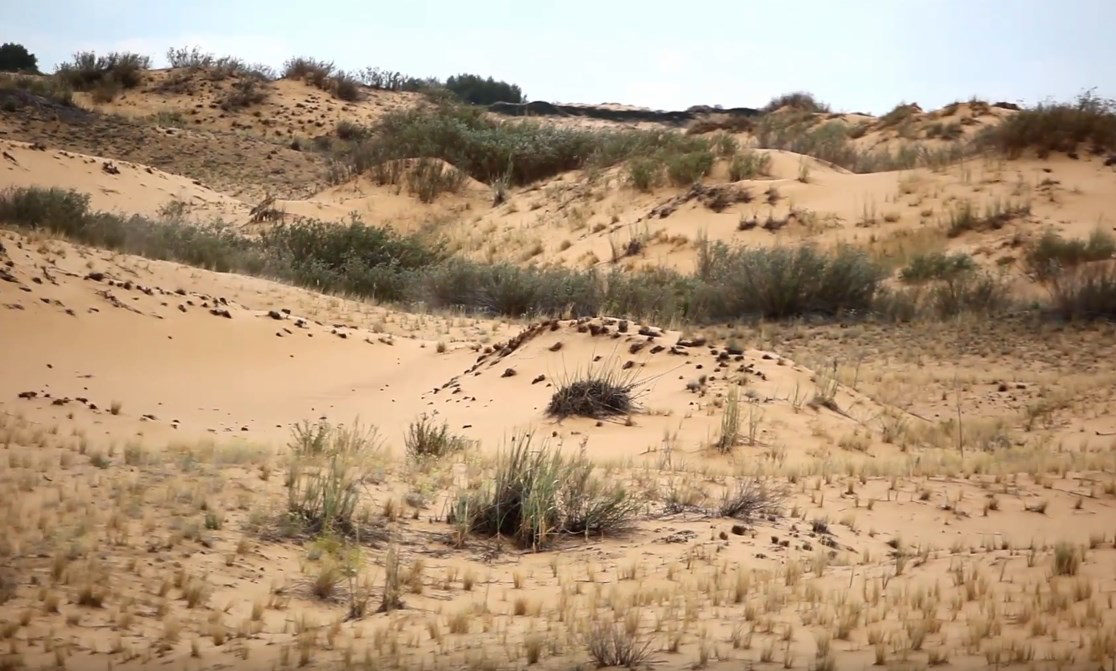 Одна из самых северных пустынь России с песчаными барханами и скорпионами - Арчединско-Донские пески