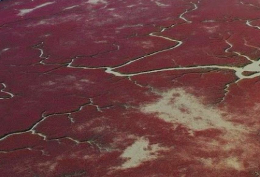 Словно кроваво-красный «марсианский» пейзаж в дельте крупной маньчжурской речки Ляохэ