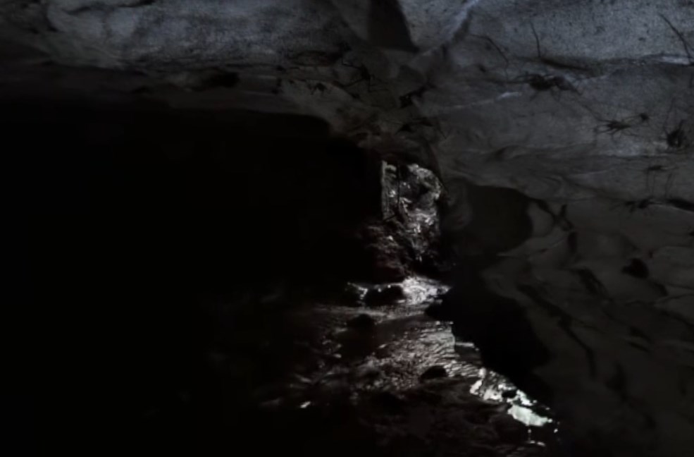 Необычная жизнь в глубинах пещер: светящиеся плотоядные организмы, освещающие кромешную тьму Вайтомо