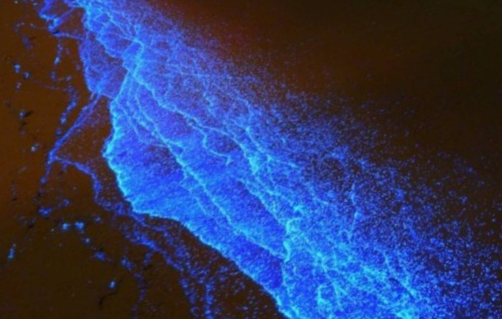 Туту вода. Светящаяся вода. Свечение бактерий в море. Остров Ваадху фото. Люминесцентный фитопланктон макро фото.