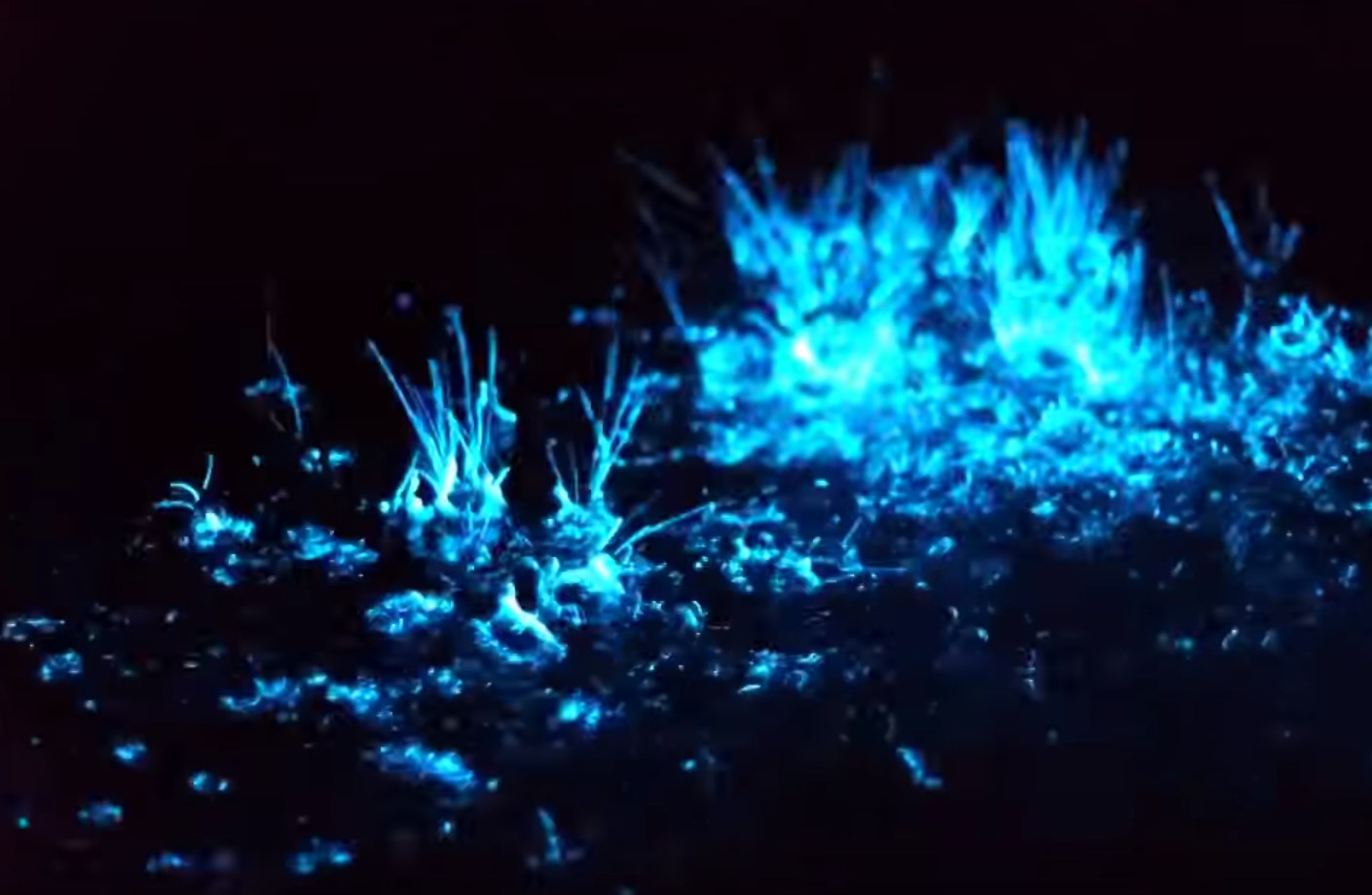 Туту вода. Биолюминесцентные водоросли. Светящиеся водоросли. Светящаяся вода. Фосфоресцирующие водоросли.