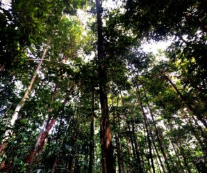Исчезнут ли тропические леса на нашей планете в течение 100 лет?