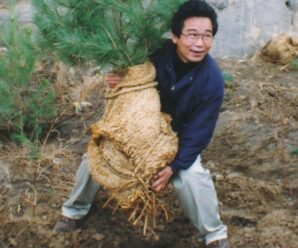 Как японец посадил 10 000 000 деревьев в Китае