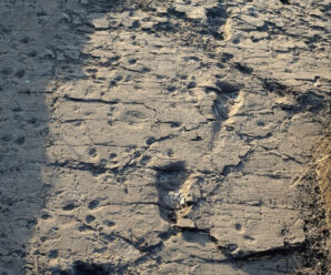 Следы австралопитека на камне, оставленные более 3 миллионов лет назад
