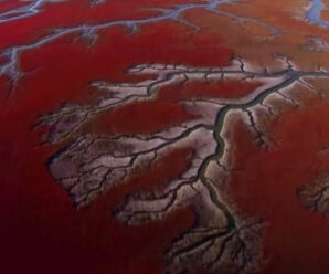 Словно кроваво-красный «марсианский» пейзаж в дельте крупной маньчжурской речки Ляохэ