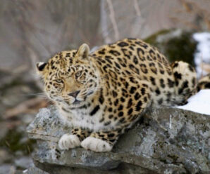 Место в России, где обитает самая редкая в мире крупная кошка — дальневосточный леопард