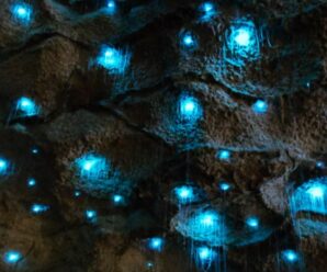 Необычная жизнь в глубинах пещер: светящиеся плотоядные организмы, освещающие кромешную тьму Вайтомо