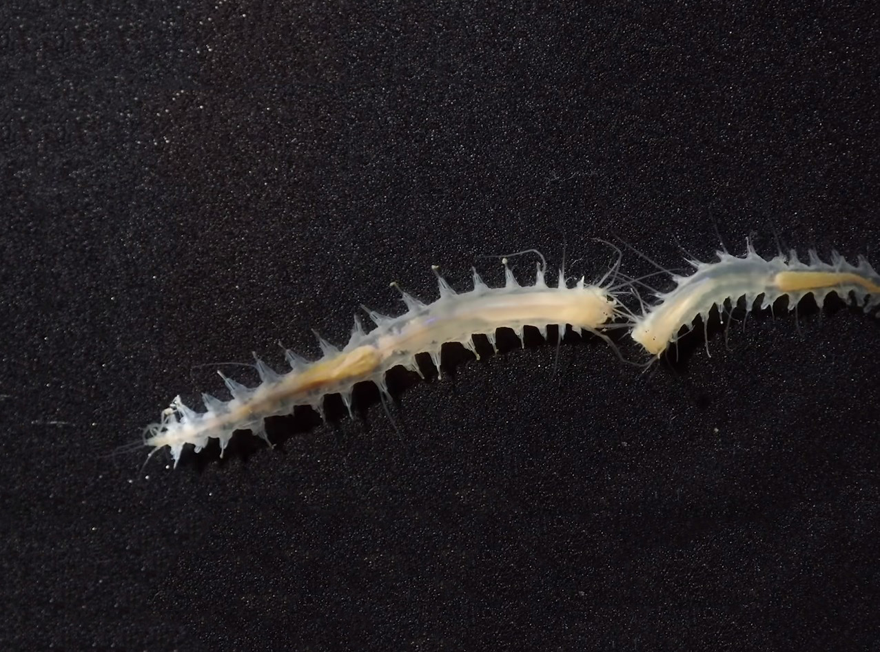Этот мелкий червячок издает один из самых громких звуков в океане
